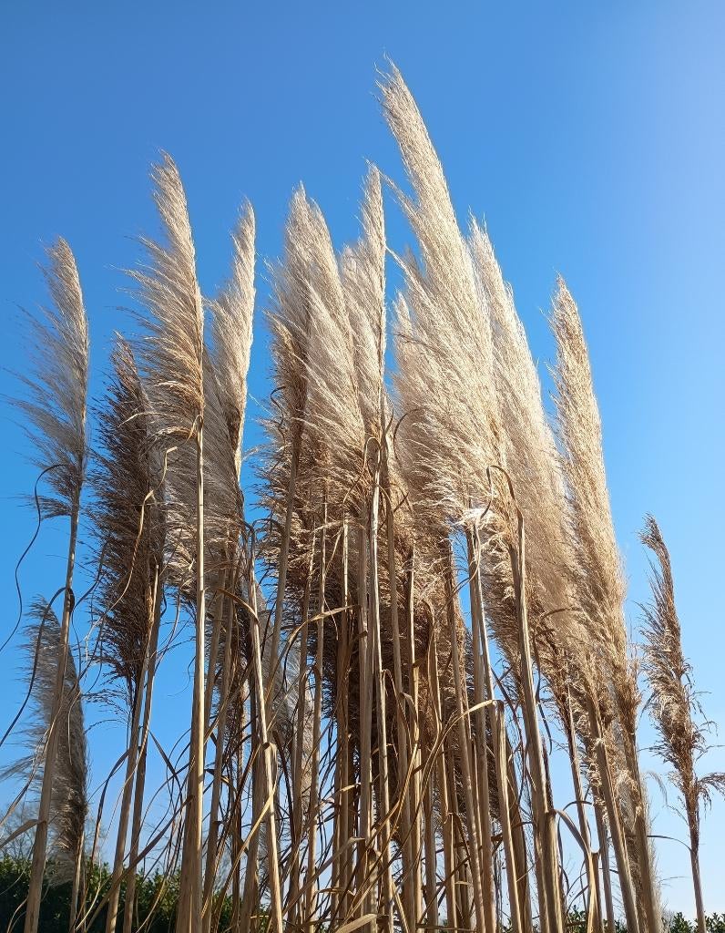 Pampas pluimen voor decoratie., Ophalen, Nieuw
