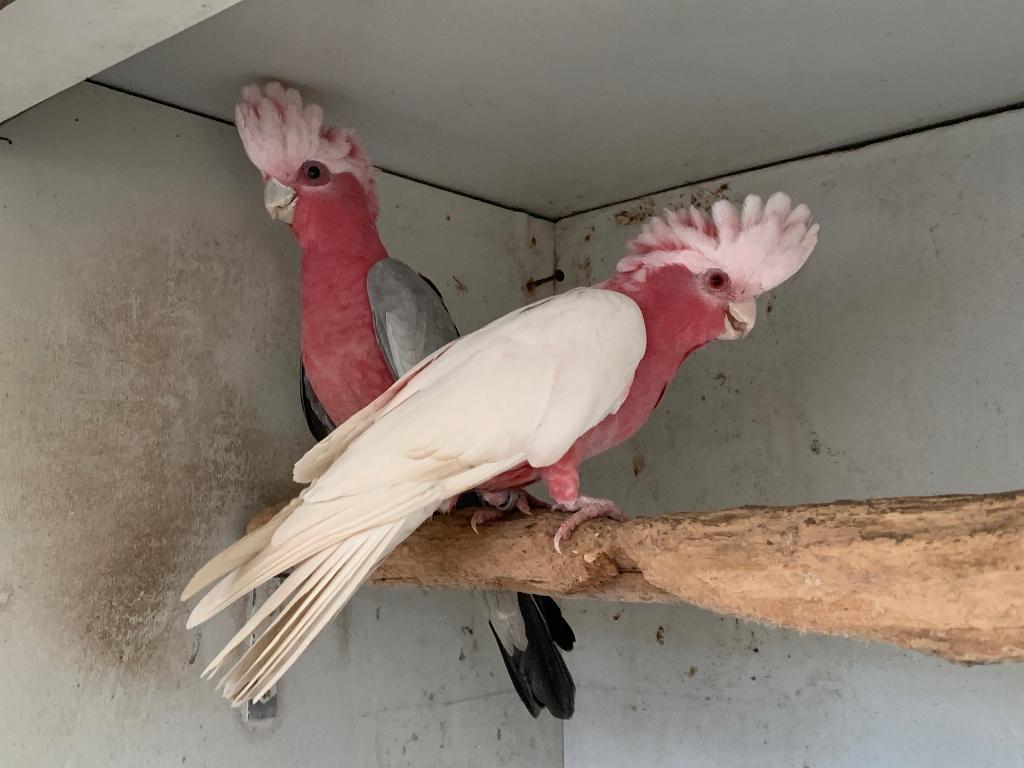 Zonparkieten, Rose Kaketoe, Rosé Kaketoe Split Lutino., Meerdere dieren, Papegaai, Geringd