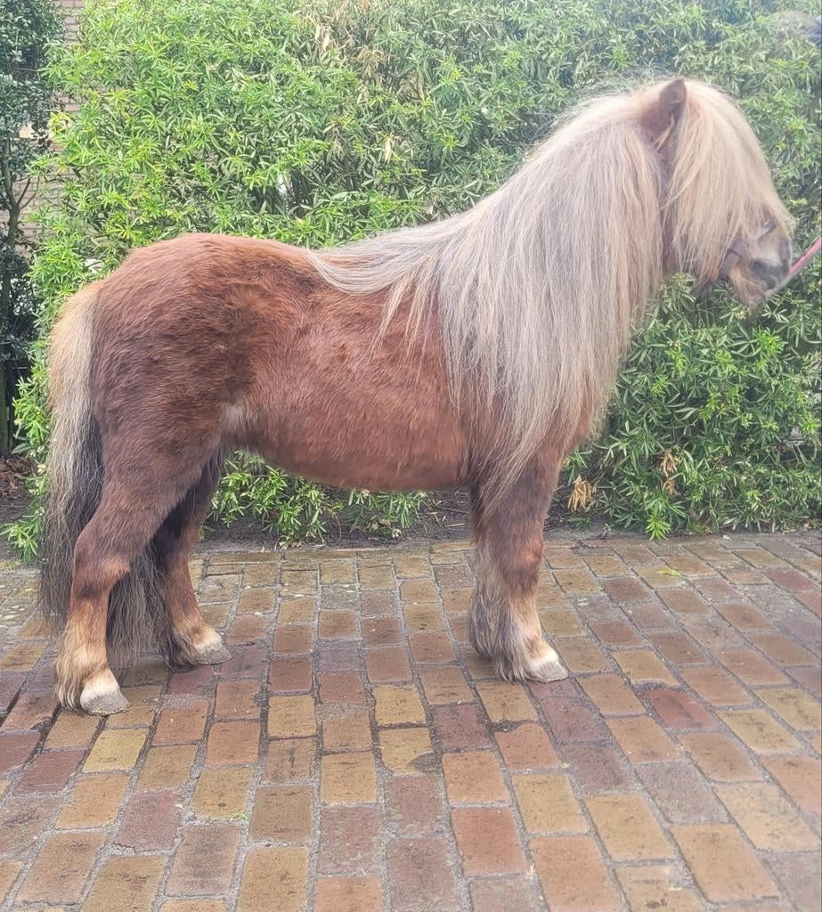 Zeer brave mini shetlander (nieuwe advertentie), Merrie, A pony (tot 1.17m)