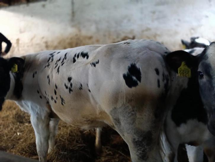 Mooie 50 procent blauwe vaarsen, Dieren en Toebehoren, Runderen, Vrouwelijk, 0 tot 2 jaar