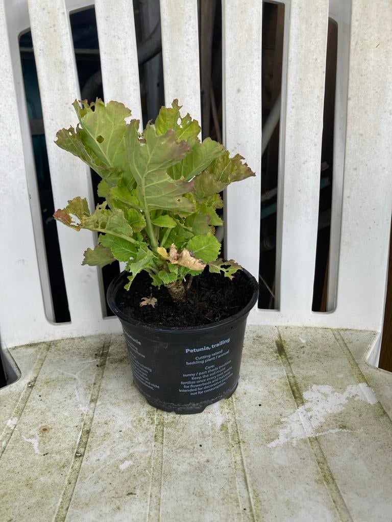 Eeuwige moes plant, Ophalen, Volle zon, Bloeit niet, Groenteplanten