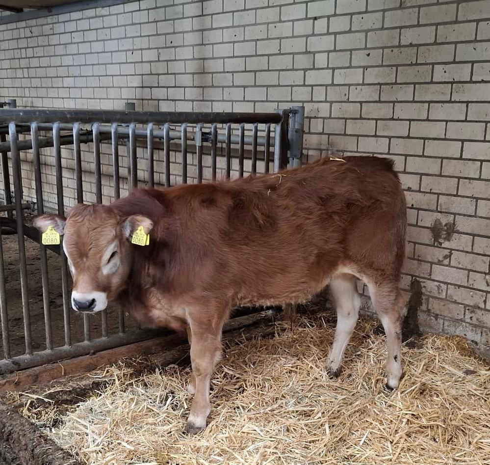 Parthenaise stier Te Koop 100% zuiver, Dieren en Toebehoren, Mannelijk