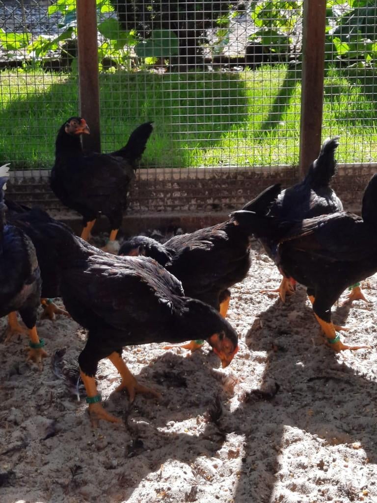 kippen, Dieren en Toebehoren, Meerdere dieren, Kip