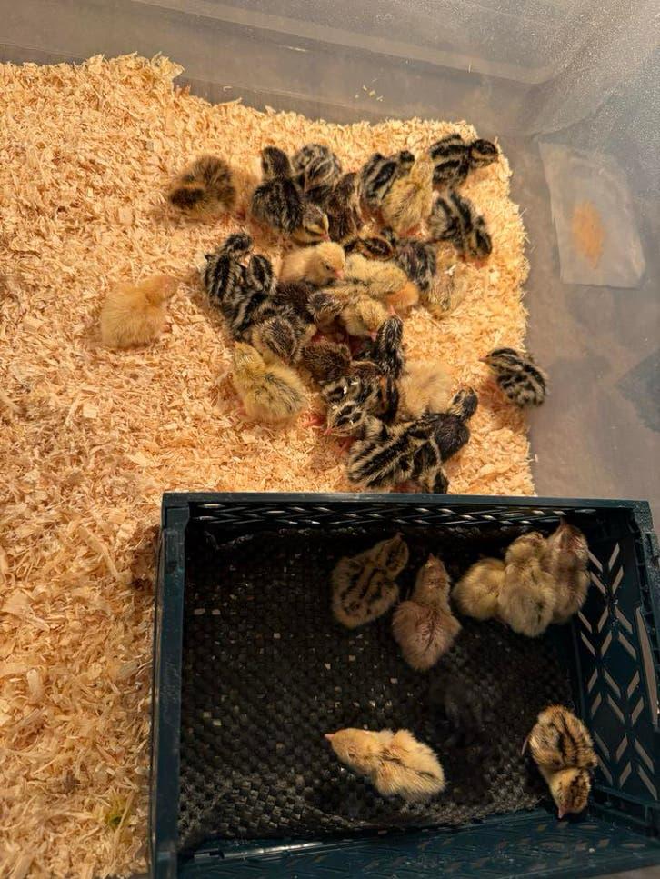 Japanse Kwartelkuikens - Dagkuikens & Jumbo Kwartels, Geslacht onbekend, Overige soorten