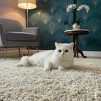 Topkwaliteit British Shorthair kater – NS11 –Gecastreerd, Kater, Met stamboom, 0 tot 2 jaar