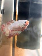 Betta vis vrouw, Vis