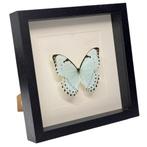 Morpho catenarius vlinder passe partout 25x25 cm, Ophalen of Verzenden, Nieuw, Insect, Opgezet dier