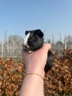 Schattig cavia beertje, Februari, Meerdere dieren, Cavia