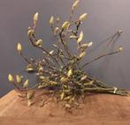 Magnolia(wit) takken bosje €7,50, Tuin en Terras, Planten | Bomen, Overige soorten, Lente, Minder dan 100 cm, Ophalen
