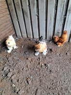 USA  zijdehoen hanen, Dieren en Toebehoren, Pluimvee