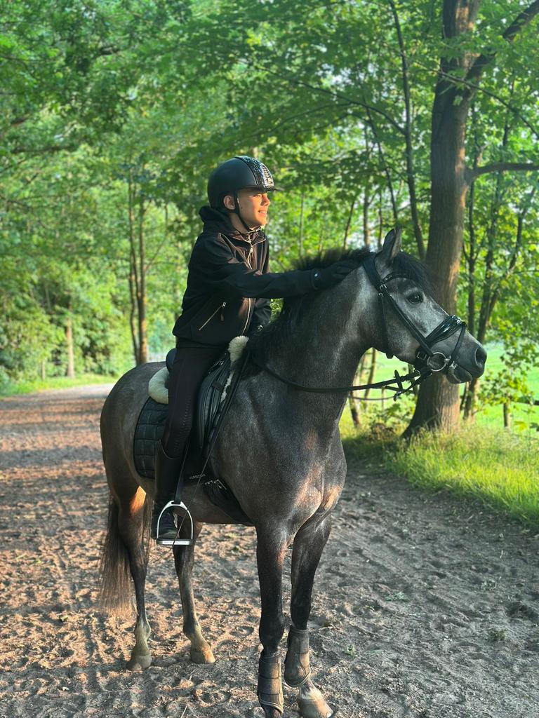 FOR SALE | 5 JARIGE STOERE SPORT PONY | RUIN, Ophalen, Nieuw