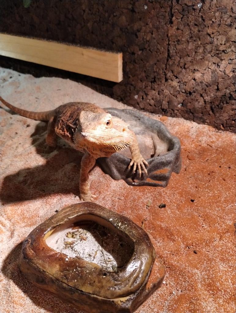 Baardagaam incl terrarium Bearded Dragon - female for sale from Julia21