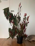 Very VERY large polka dot plant, Ophalen, Overige soorten, Halfschaduw, In pot