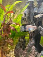 Blue mickey mouse platy, Dieren en Toebehoren, Vis