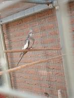 Witmasker valkparkiet, Dieren en Toebehoren, Vrouwelijk, Parkiet