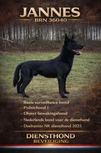 Ter dekking KNPV gecertificeerde zwarte mechelse herder, Reu, Parvo, Eén hond, 3 tot 5 jaar