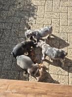 Franse Bulldog pups   super pups !!!.🤡🥰, 8 tot 15 weken, Parvo, Bulldog, Meerdere