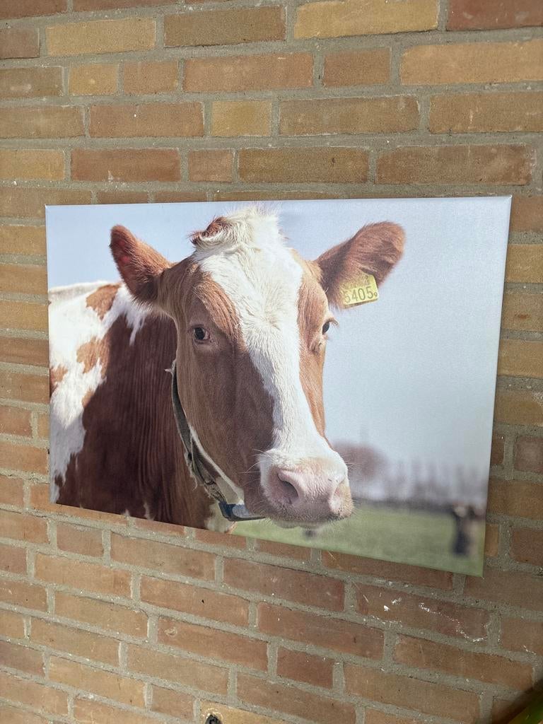 Schilderij koe op canvas, Gebruikt, 50 tot 75 cm, Ophalen of Verzenden, Schilderij