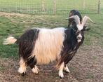 Landgeit bok (cae/cl vrij), Dieren en Toebehoren, Schapen, Geiten en Varkens, Mannelijk, Geit