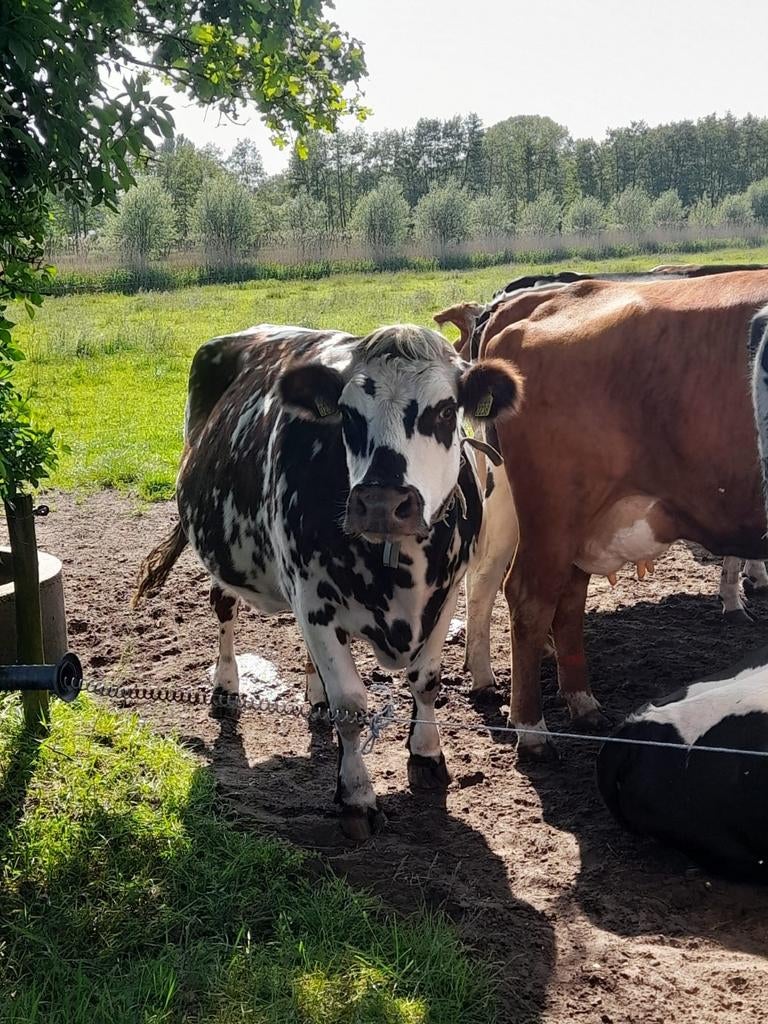 Zeer makke koe ( knuffelkoe ), Dieren en Toebehoren, Runderen, Vrouwelijk