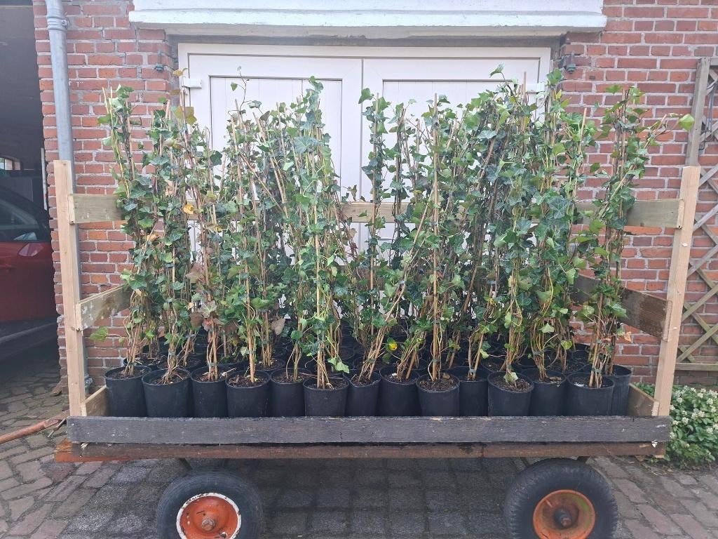 Mooie Hedera Hibernica 120 cm hoog in pot (Klimop), Ophalen, Overige soorten, 100 tot 250 cm