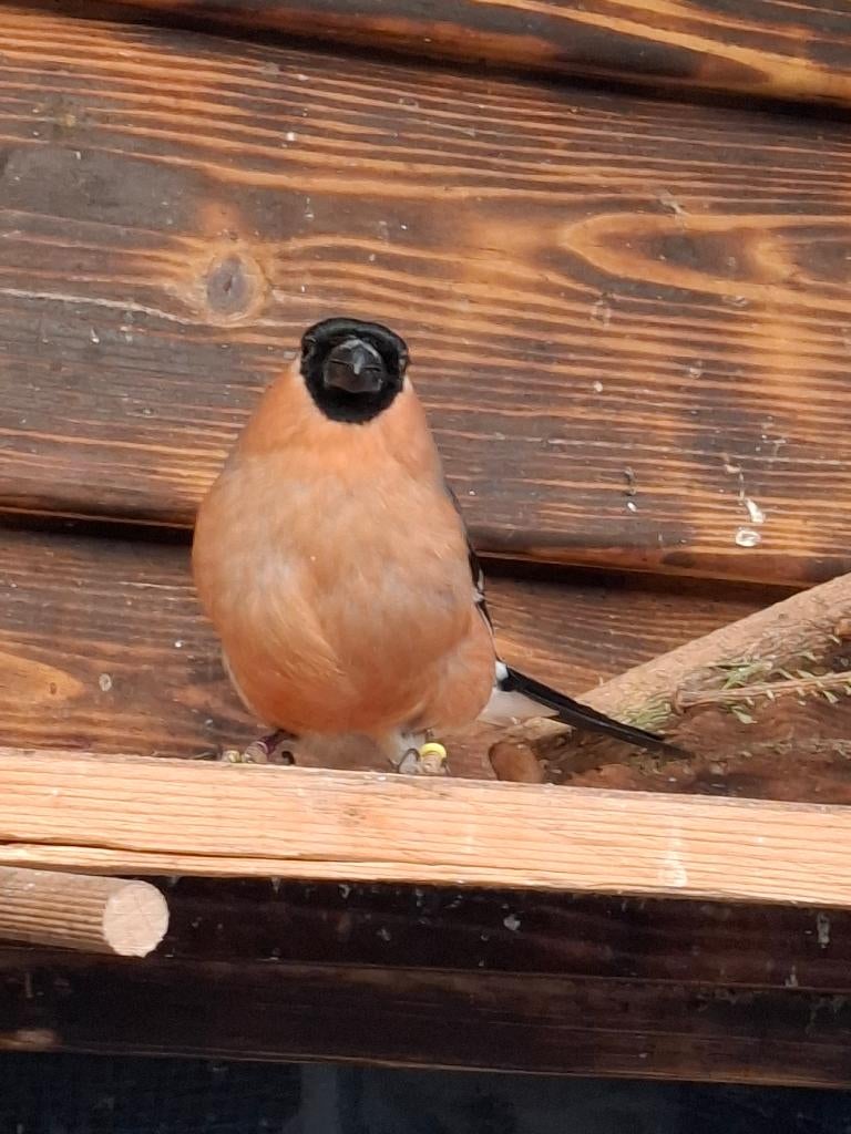 noorse goudvink man, Dieren en Toebehoren, Mannelijk, Wildzangvogel, Geringd