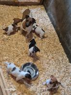 Super mooie Jack Russel pups., Jack Russell Terriër, 8 tot 15 weken, Parvo, Meerdere