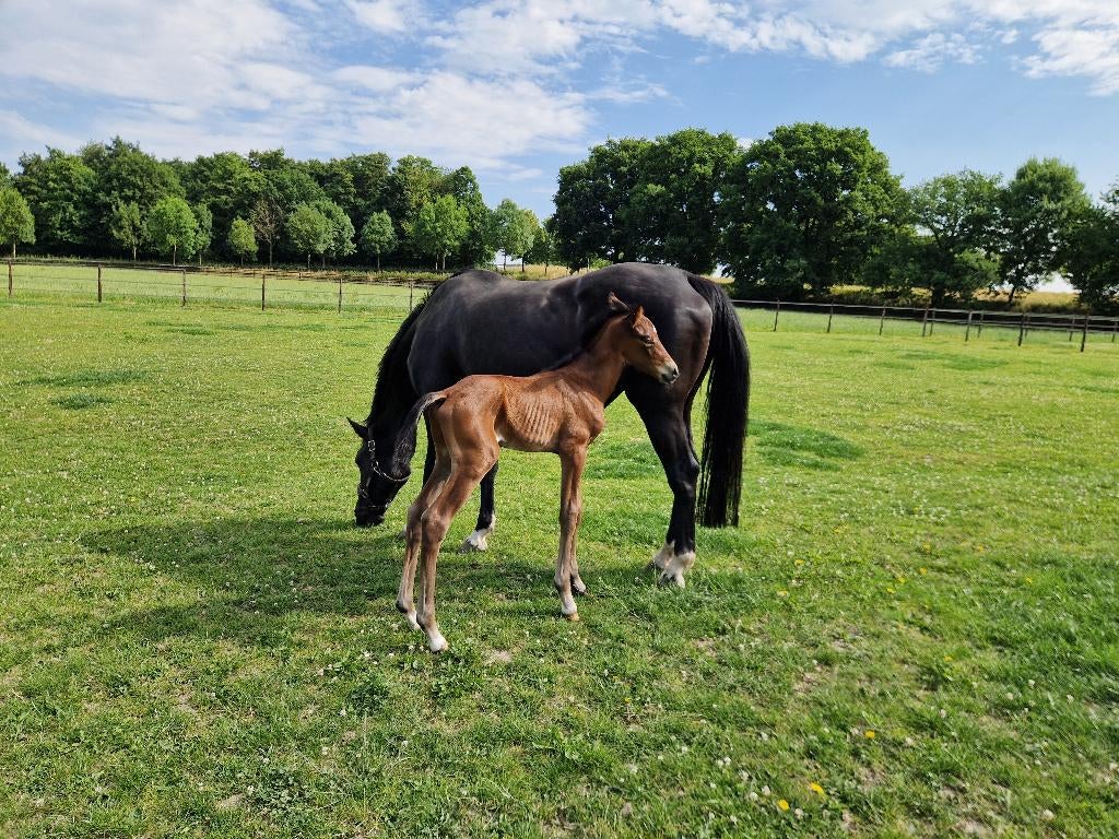 Dressuurmerrie (v. Negro) drachtig van Viva Vitalis, Dieren en Toebehoren, Merrie, Met stamboom, Niet van toepassing, Dressuurpaard
