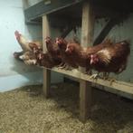 Broedeieren isa brown, Geslacht onbekend, Kip