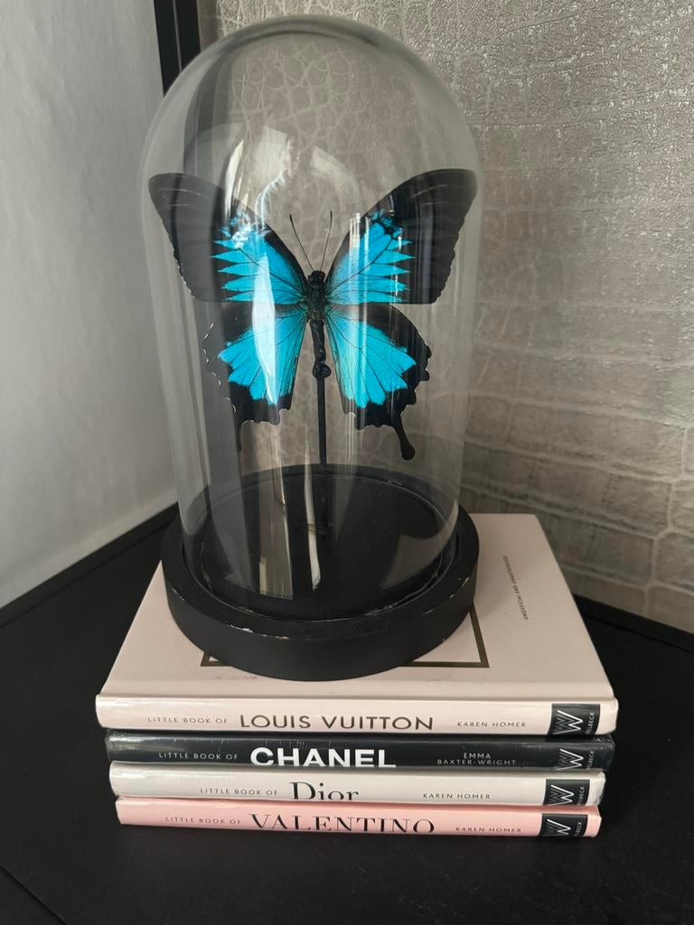 Decoratieve vlinder in glazen stolp met boeken, Ophalen, Nieuw, Nederland