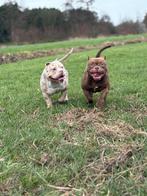 American pocket bully dekreu merle, Dieren en Toebehoren, Reu, 1 tot 2 jaar, Parvo, Eén hond