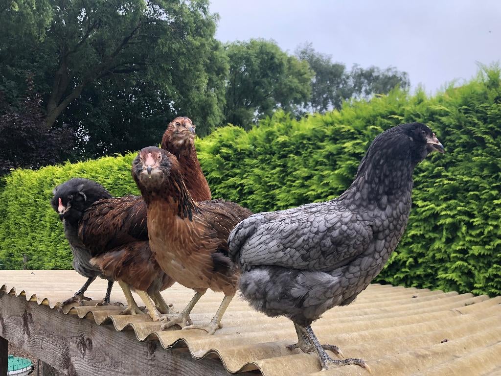 Araucana zonder staart kippen, Dieren en Toebehoren, Pluimvee, Vrouwelijk, Kip