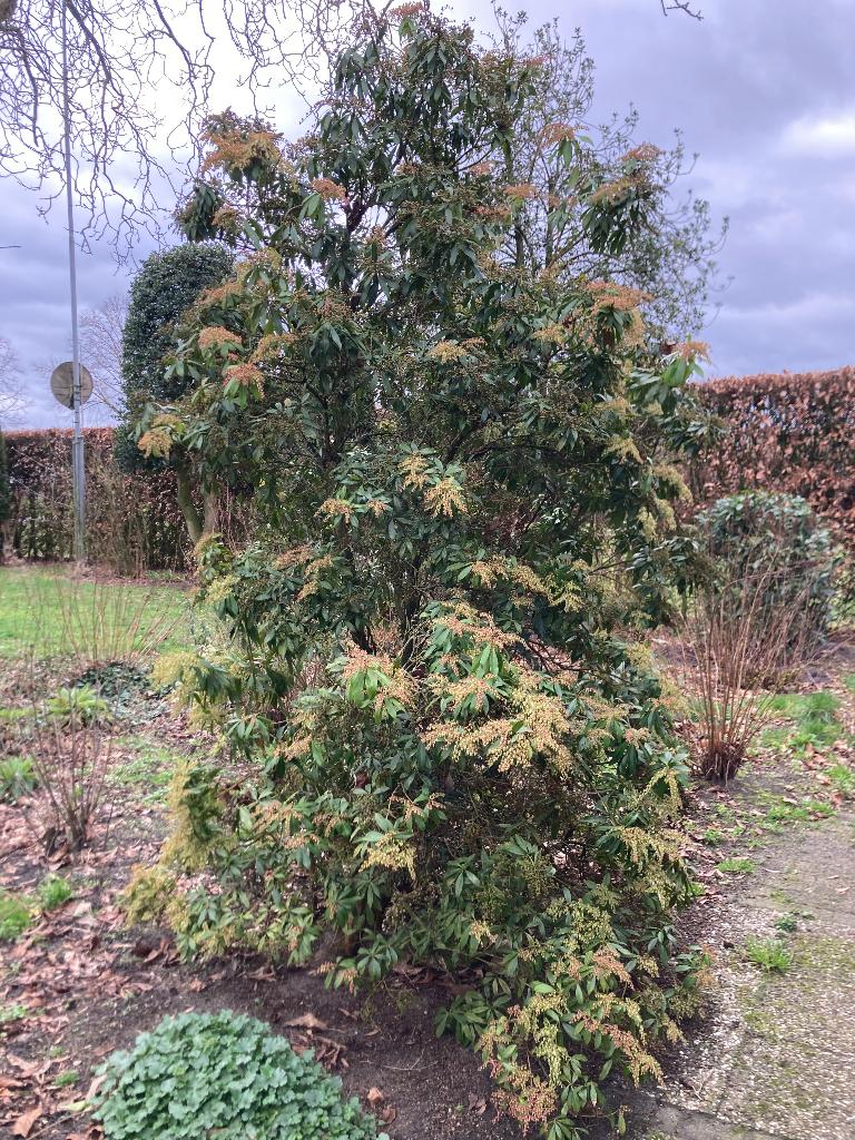 1 laurier struik - Ongeveer 3 meter hoog, Tuin en Terras, Ophalen, Laurier, Struik, 250 cm of meer