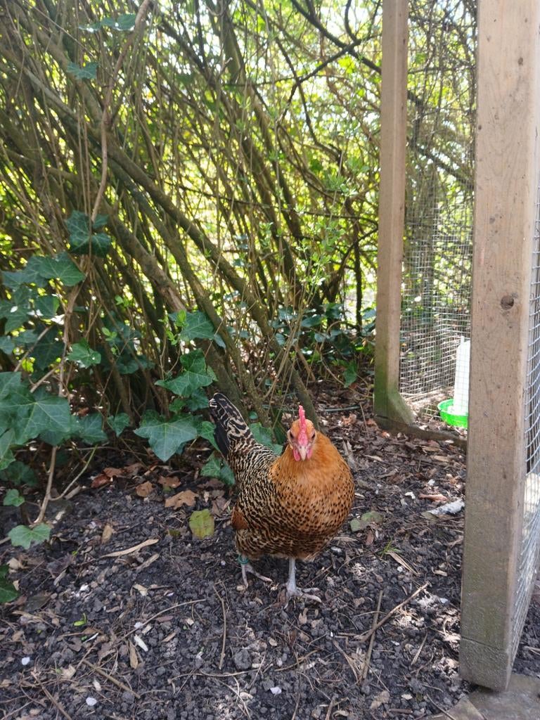 2 Friese goudpel Kriel, geringd., Dieren en Toebehoren, Pluimvee, Vrouwelijk, Kip