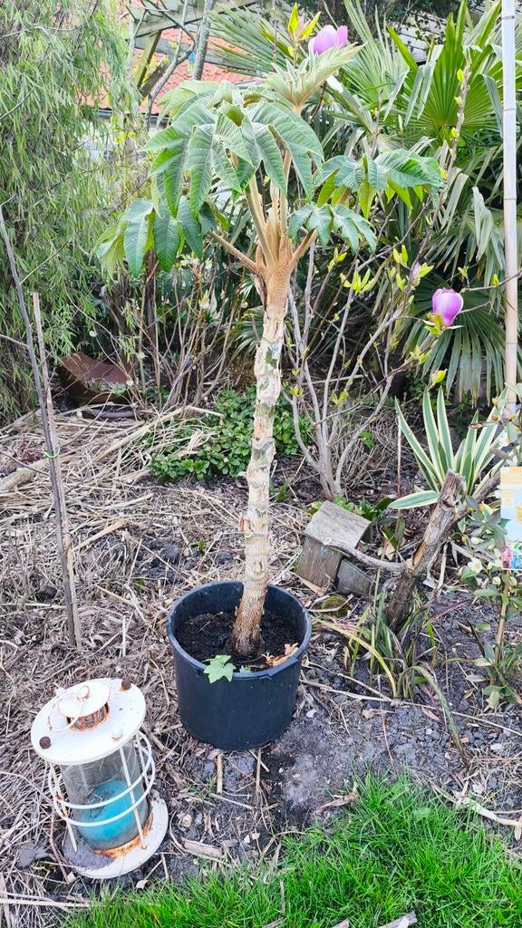Grote Tetrapanax, Tuin en Terras, Planten | Tuinplanten, Ophalen, Overige soorten, Halfschaduw