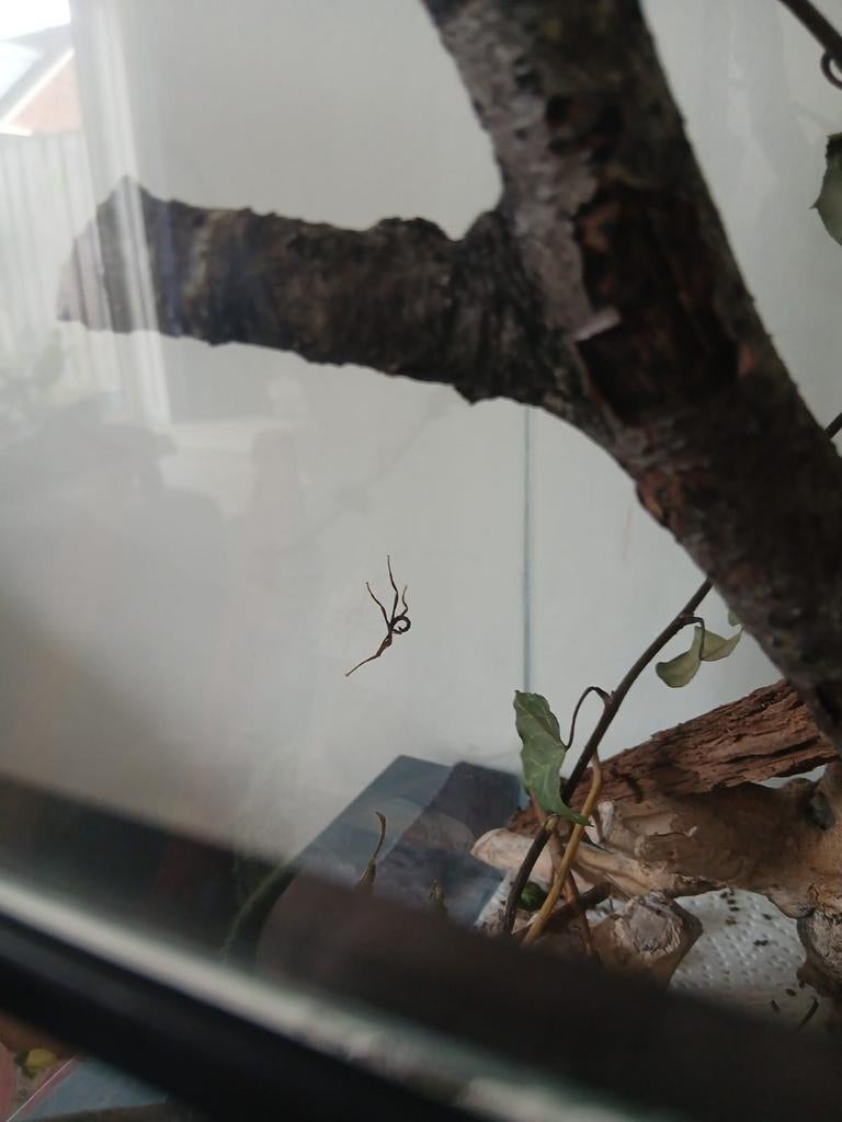 Australische flappentak nimfen, Wandelende tak