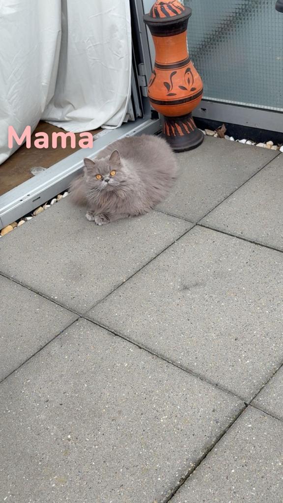 Britse langhaar- kittens verwacht mei, Dieren en Toebehoren, Poes