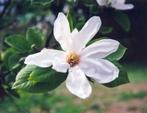 Diverse soorten Magnolia, Tuin en Terras, Planten | Bomen, Overige soorten, Lente, Ophalen, Volle zon