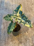 Alocasia pseudo Sanderiana pink variegata, Huis en Inrichting, Kamerplanten, Ophalen of Verzenden, Halfschaduw, Minder dan 100 cm