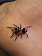 Dwerg vogelspinnen, Dieren en Toebehoren, Insecten en Spinnen, Spin of Schorpioen