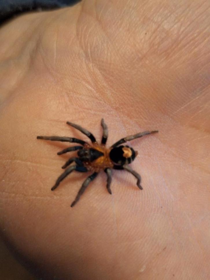 Dwerg vogelspinnen, Dieren en Toebehoren, Insecten en Spinnen, Spin of Schorpioen