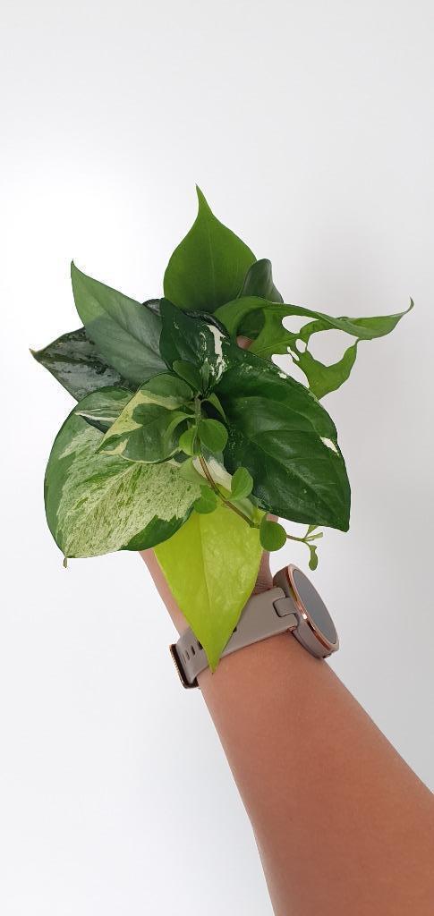 🌿 10st stekjes box / stek pakket 🌿€15,- incl verzending️❕, Huis en Inrichting, Kamerplanten, Overige soorten, Minder dan 100 cm