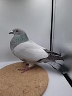 Blauwe ongebande kleurpostduif duivin, Dieren en Toebehoren, Vogels | Duiven, Vrouwelijk, Postduif