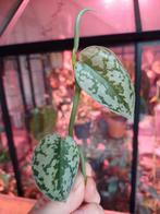 Scindapsus silver lady stek, Ophalen, Overige soorten, Minder dan 100 cm