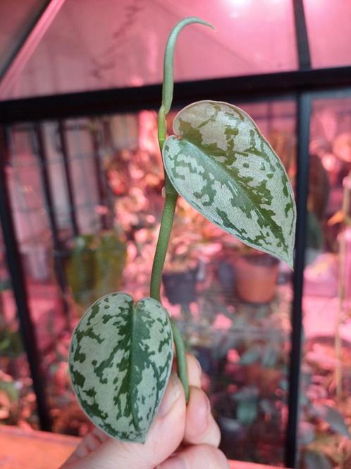 Scindapsus silver lady stek, Huis en Inrichting, Kamerplanten, Overige soorten, Minder dan 100 cm, Ophalen