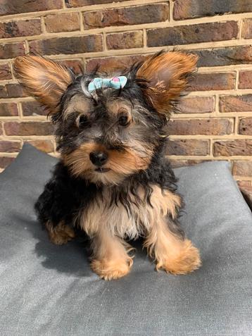 Super schattige Mini Yorkshire Terriër pups beschikbaar voor biedingen