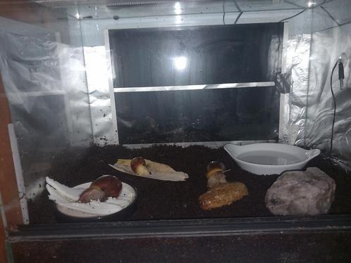 Agaatslakken inclusief terrarium en toebehoren, Dieren en Toebehoren, Reptielen en Amfibieën | Toebehoren, Zo goed als nieuw, Terrarium of Paludarium