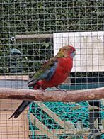 Wildkleur man, Dieren en Toebehoren, Vogels | Parkieten en Papegaaien, Mannelijk, Parkiet