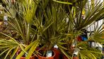 Chamaerops Humilis - Dwergpalm, Volle zon, Vaste plant, Lente, Ophalen