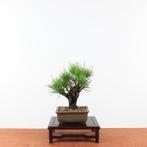 Bonsai Pinus Thunbergii 'Corticosa', Tuin en Terras, Planten | Bomen, In pot, Minder dan 100 cm, Overige soorten, Volle zon